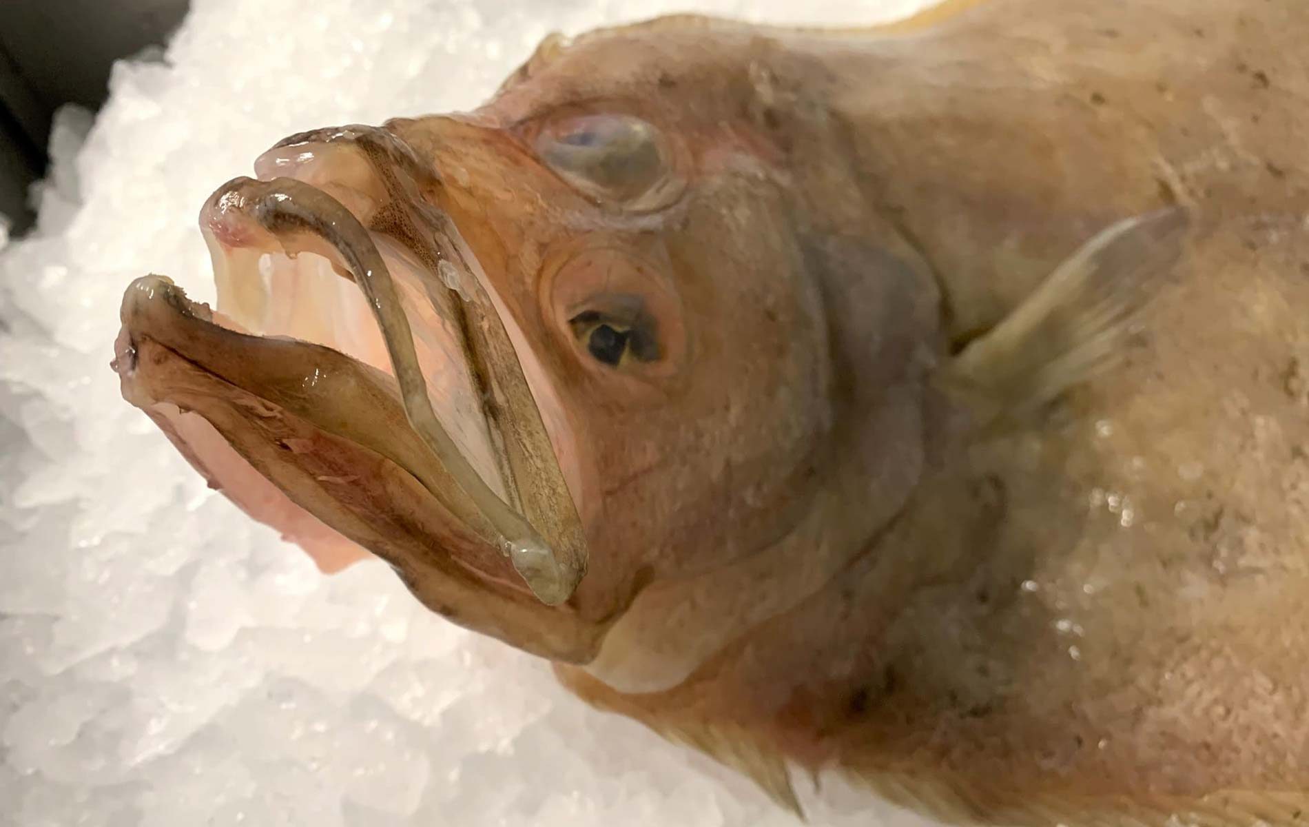 Gallo pescado blanco sobre hielo