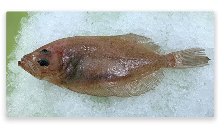 Gallo pescado blanco sobre hielo