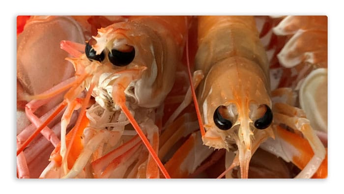 Cabezas de cigalas ensañando sus ojos negros
