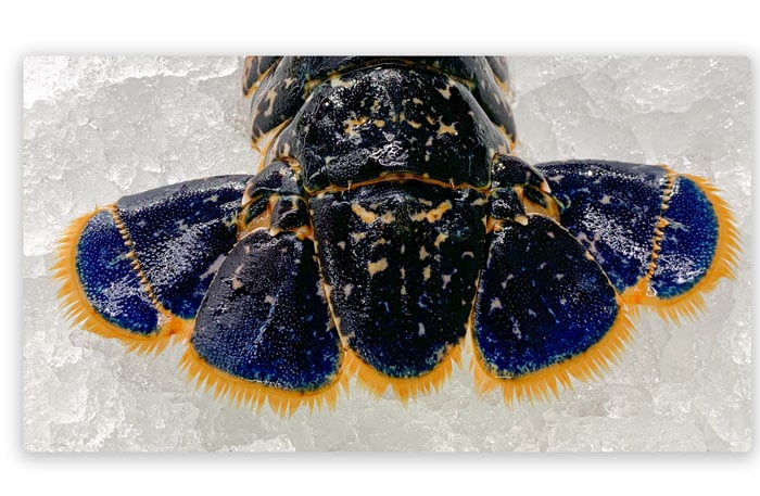 Cola azul de bogavante sobre hielo