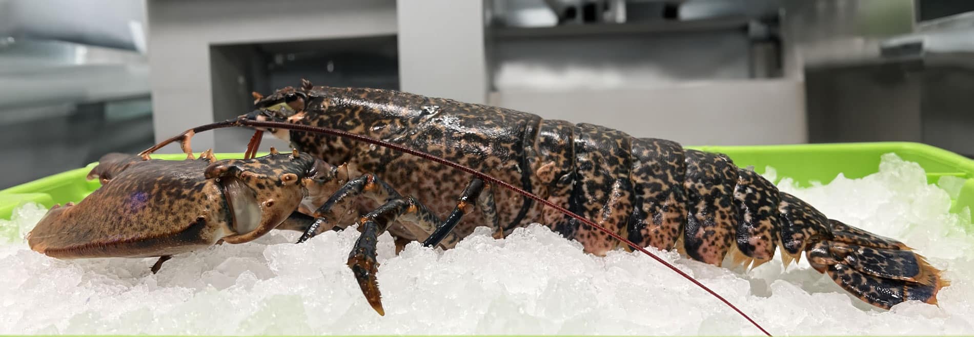 Bogavante sobre hielo en una cocina