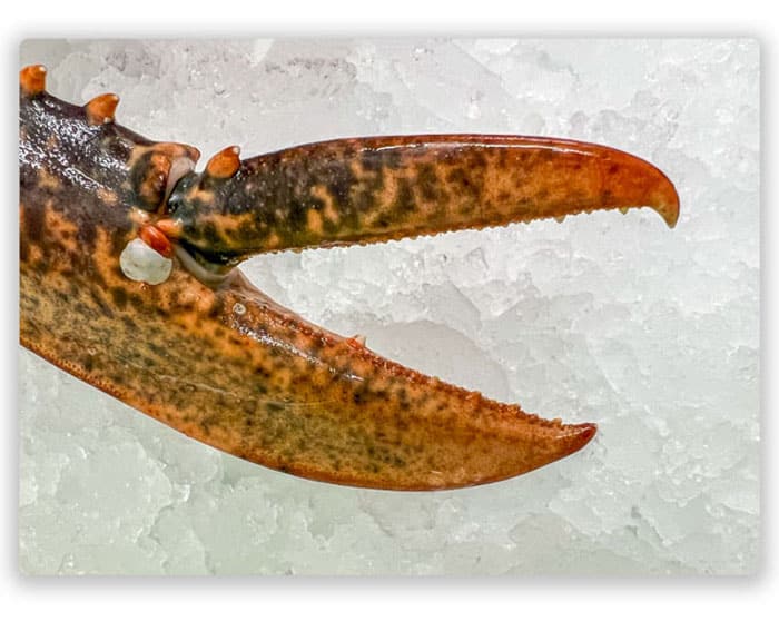 Bogavante pinza de cortar sobre hielo